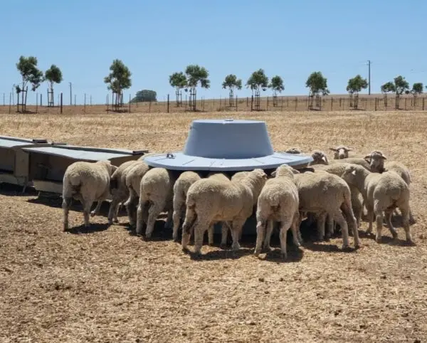 IMG-20241211-WA00725